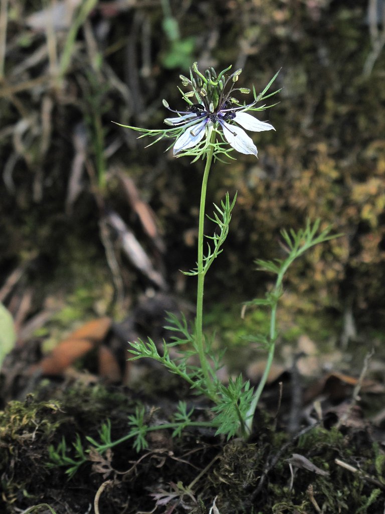 Nigella damascena